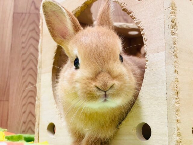 ネザーランドドワーフ