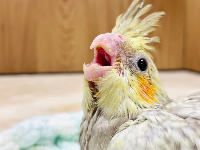 オカメインコ