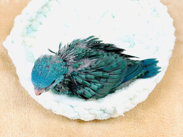 サザナミインコ