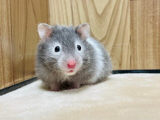 ゴールデンハムスター