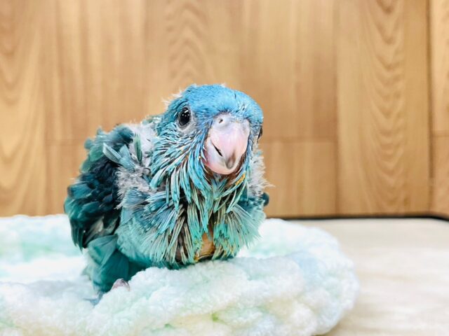 サザナミインコ