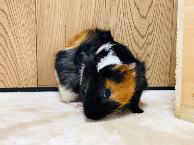 アビシニアンモルモット