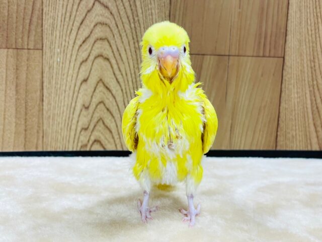 セキセイインコ