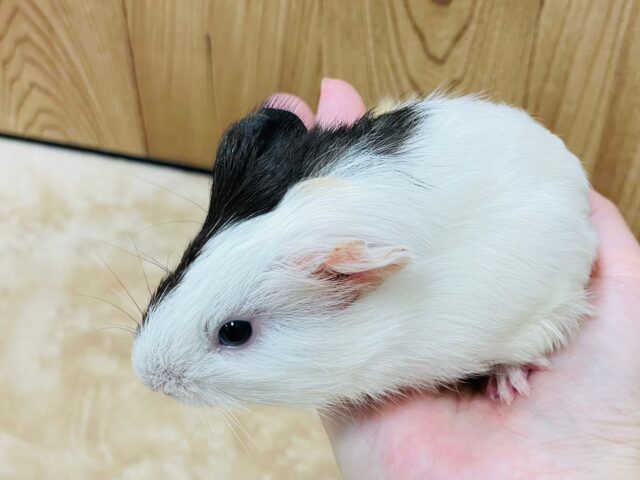 イングリッシュモルモット