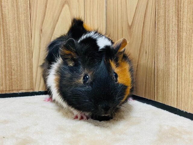 アビシニアンモルモット