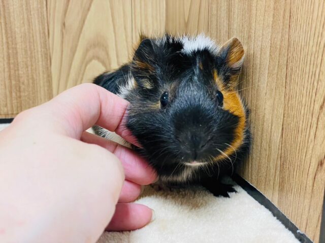 アビシニアンモルモット