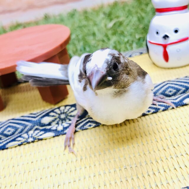 十姉妹（ジュウシマツ）