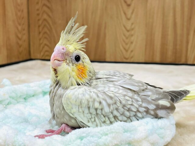 オカメインコ