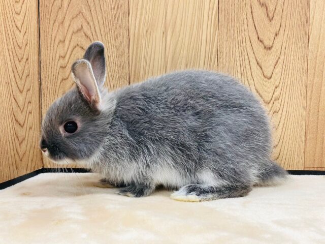 ネザーランドドワーフ