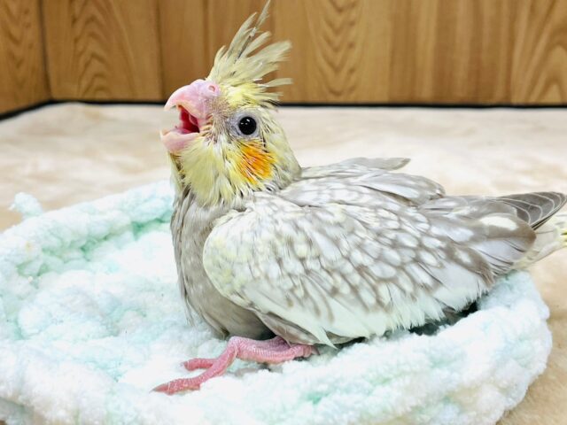 オカメインコ