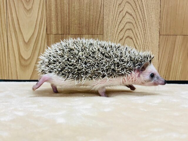 ハリネズミ（ヨツユビハリネズミ）