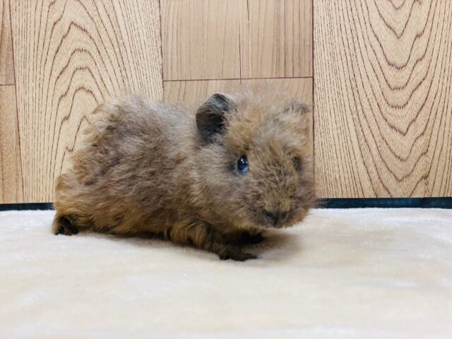 テディモルモット