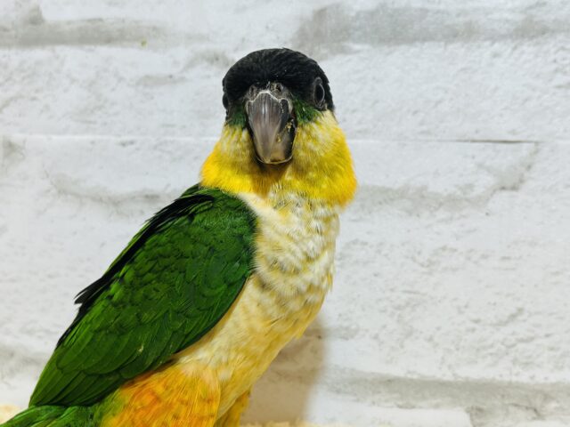 ズグロシロハラインコ