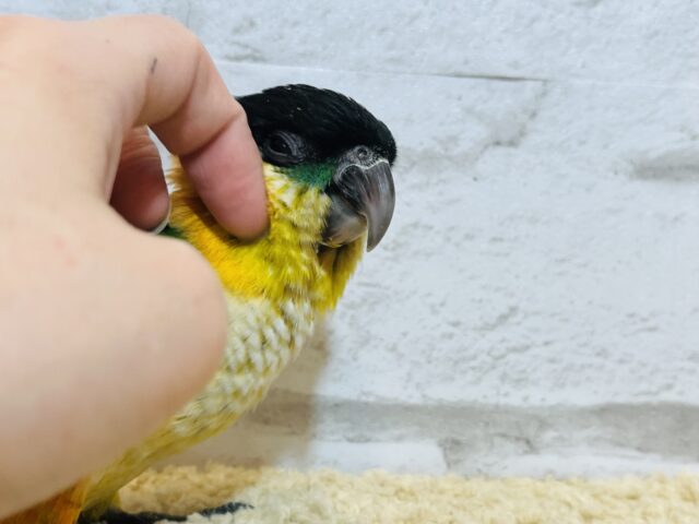 ズグロシロハラインコ