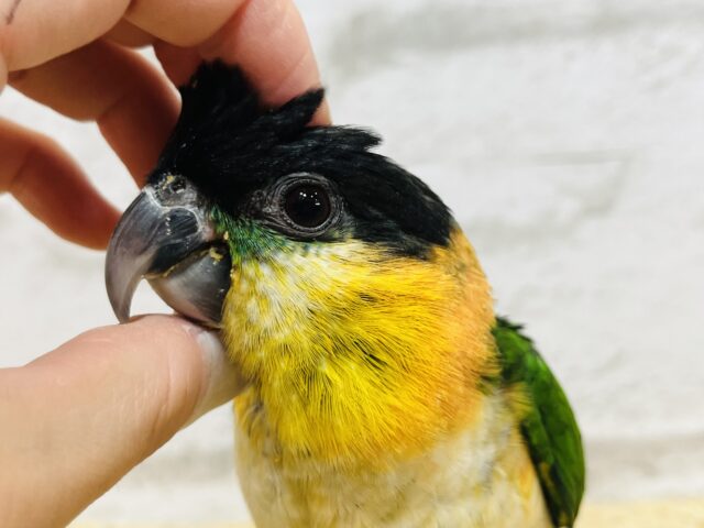 ズグロシロハラインコ
