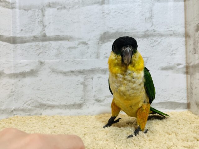 ズグロシロハラインコ