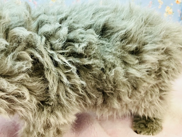 セルカークレックス