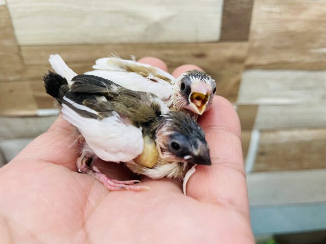 十姉妹（ジュウシマツ）