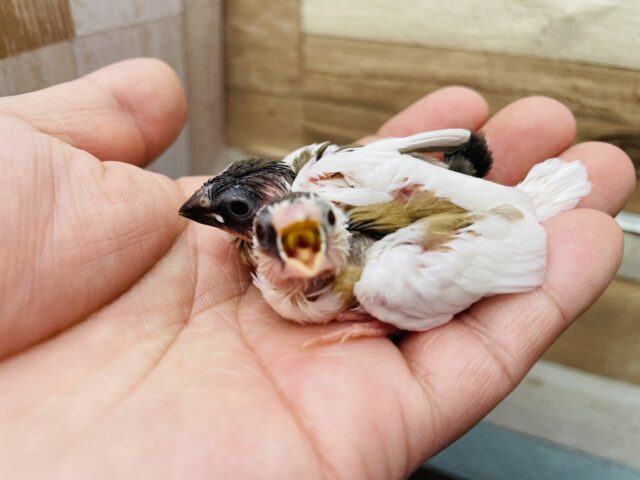 十姉妹（ジュウシマツ）