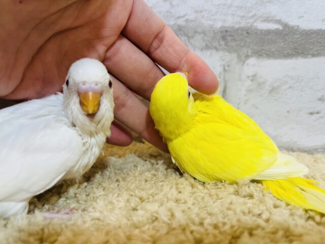 セキセイインコ