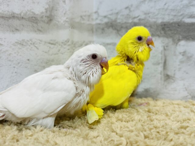 セキセイインコ
