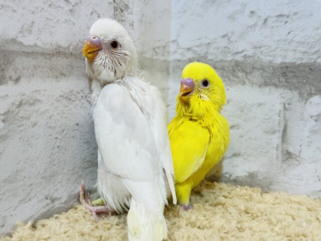 セキセイインコ