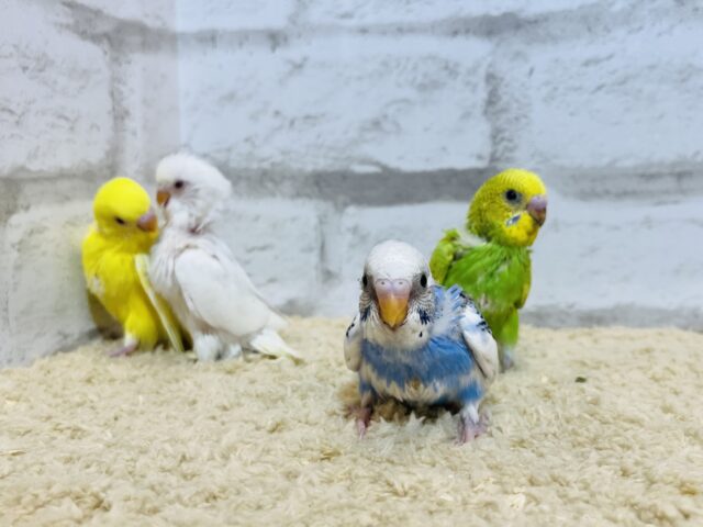 セキセイインコ