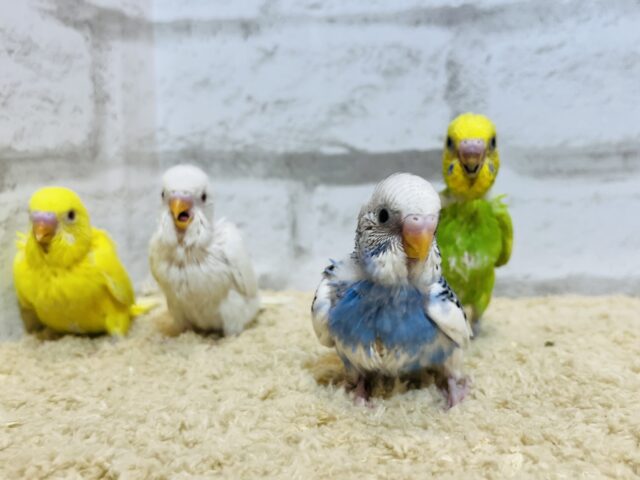 セキセイインコ