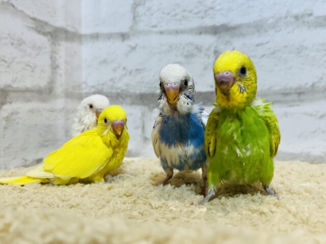 セキセイインコ