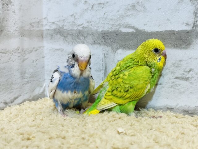 セキセイインコ