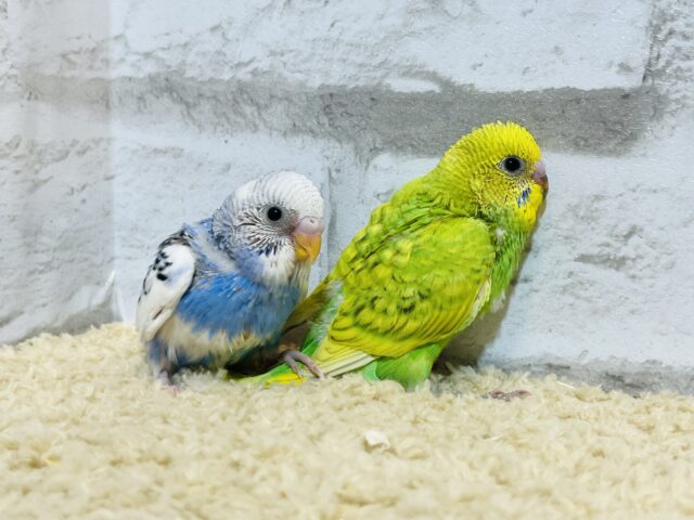 セキセイインコ