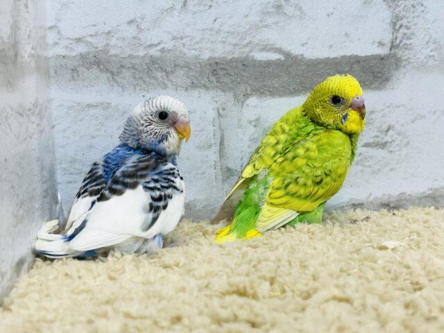 セキセイインコ