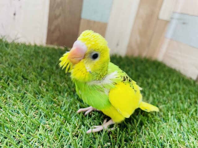セキセイインコ