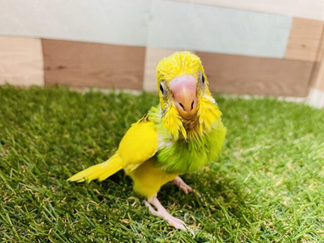 セキセイインコ