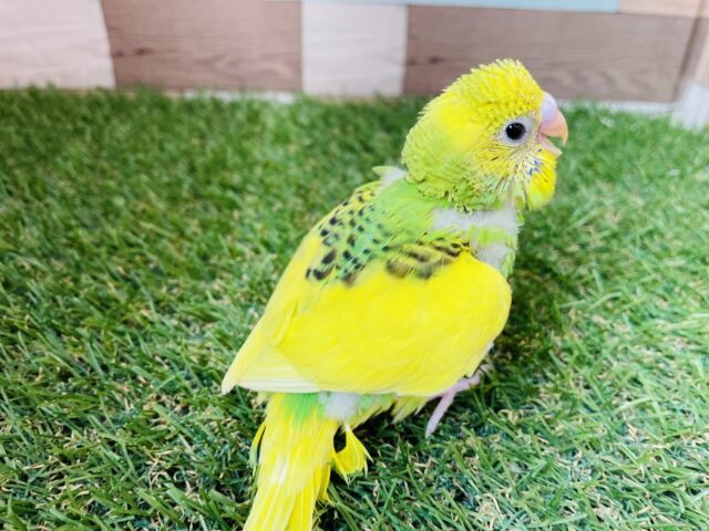 セキセイインコ