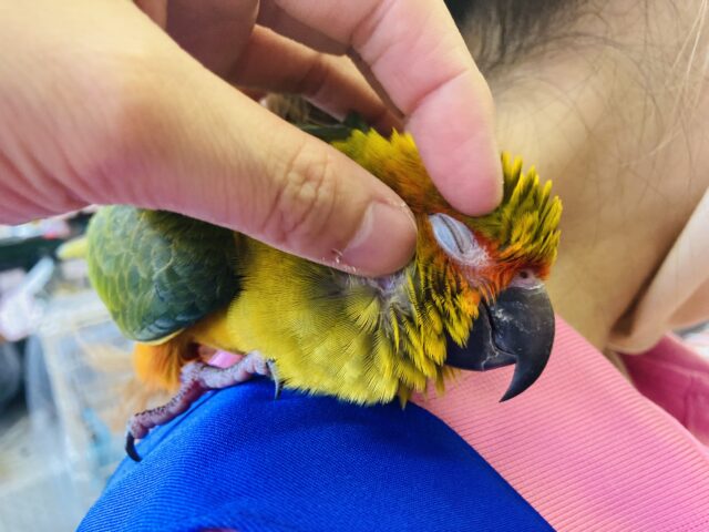 コガネメキシコインコ