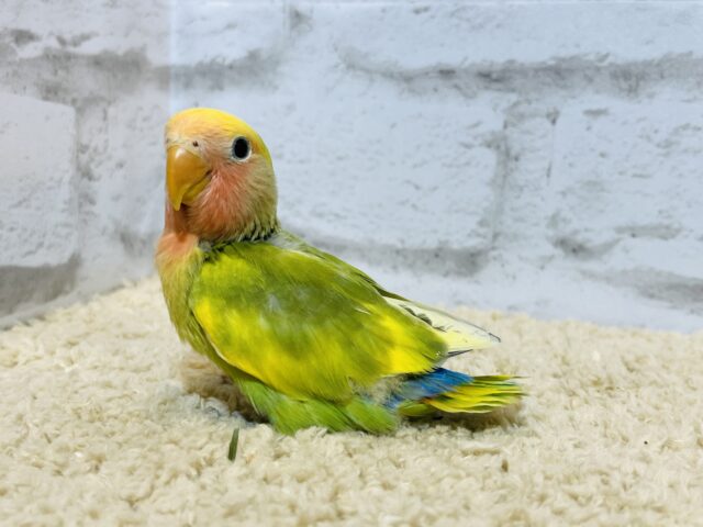 コザクラインコ（小桜インコ）