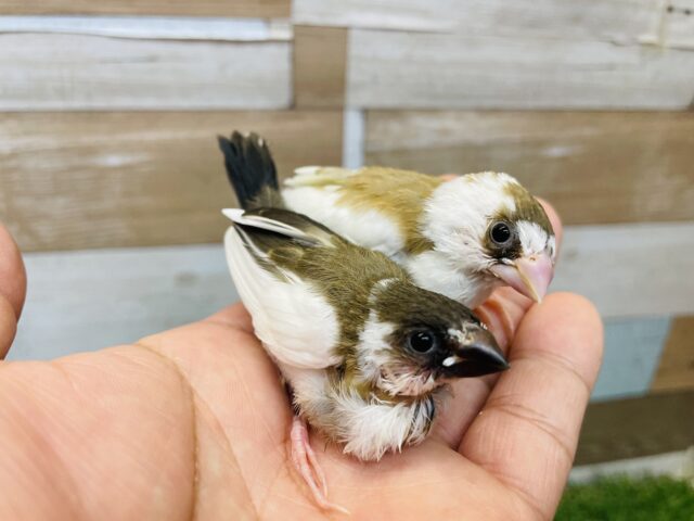 十姉妹（ジュウシマツ）