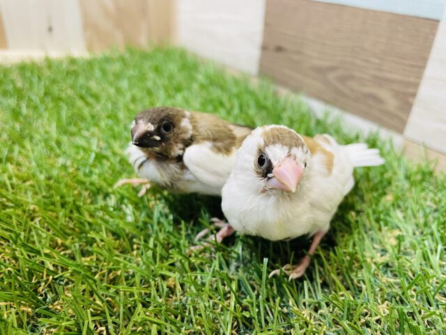 十姉妹（ジュウシマツ）