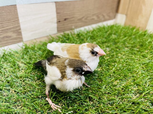 十姉妹（ジュウシマツ）