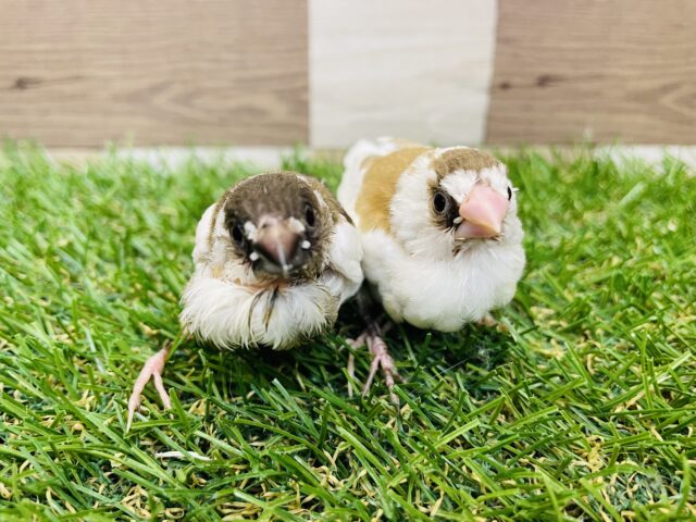 十姉妹（ジュウシマツ）