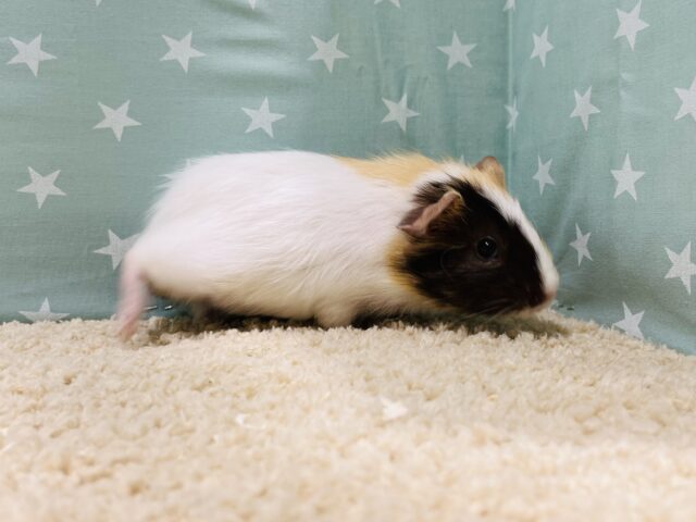 イングリッシュモルモット