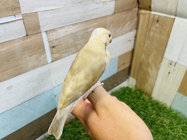シナモン文鳥