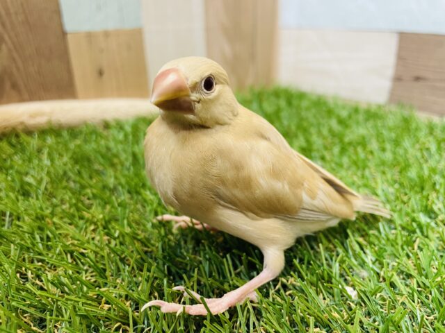 シナモン文鳥