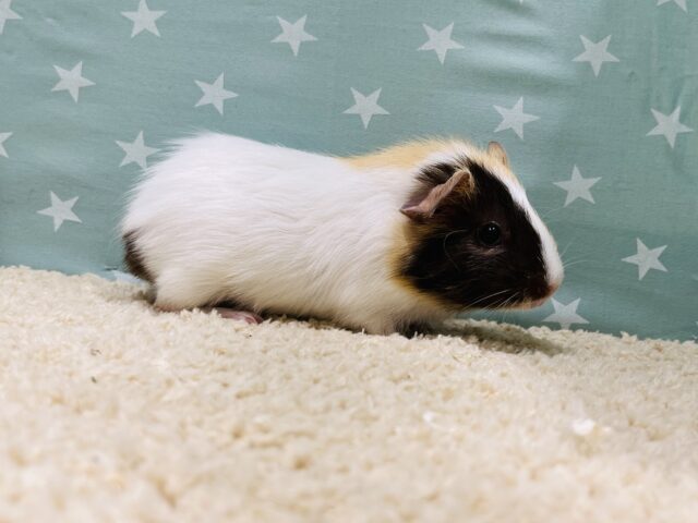 イングリッシュモルモット