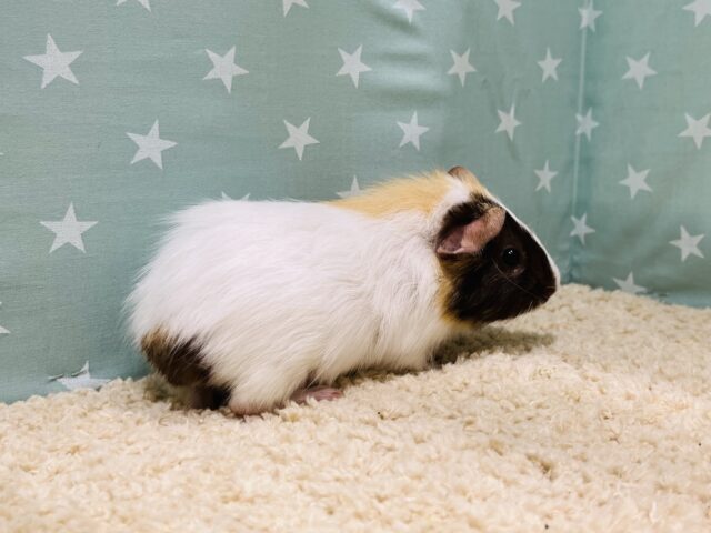 イングリッシュモルモット