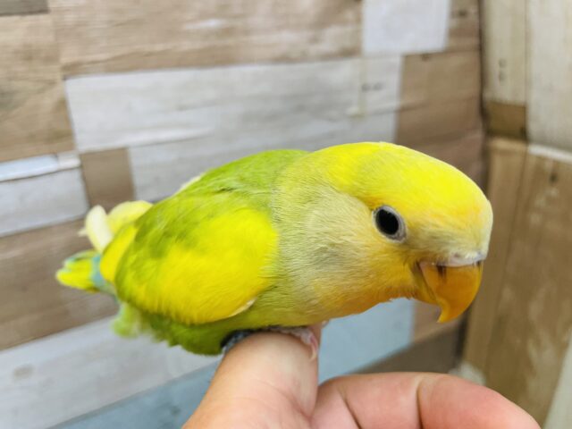 コザクラインコ（小桜インコ）