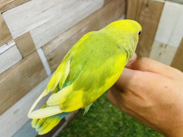 コザクラインコ（小桜インコ）