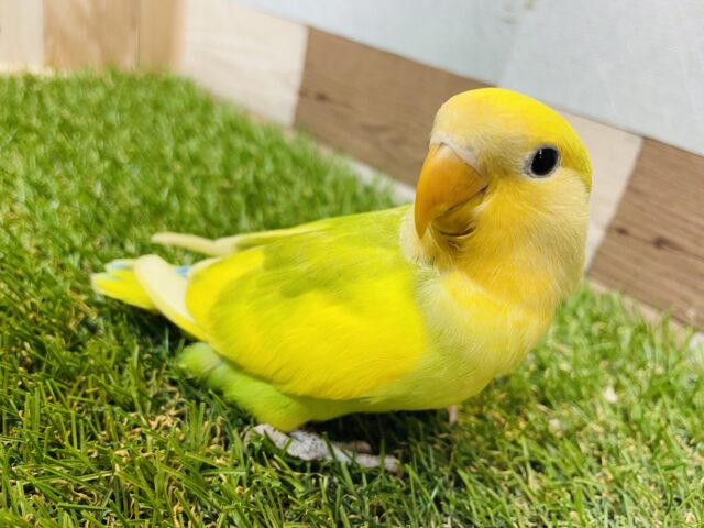 コザクラインコ（小桜インコ）