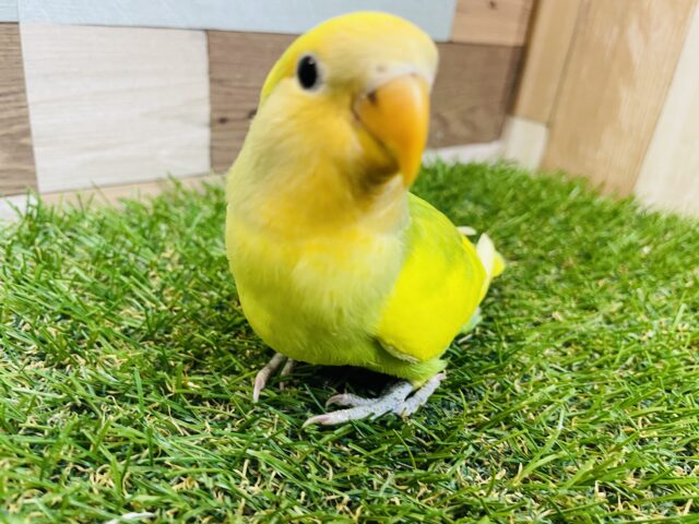 コザクラインコ（小桜インコ）